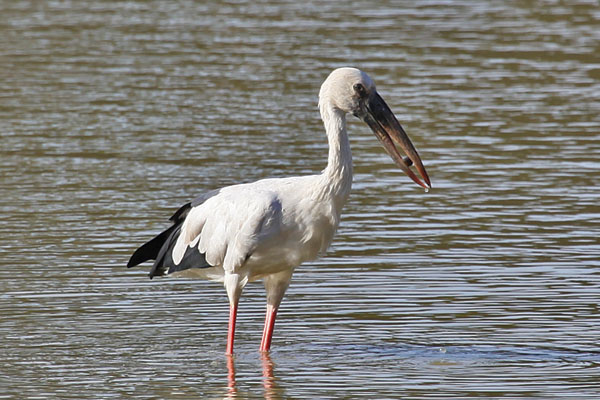 Asian Openbill